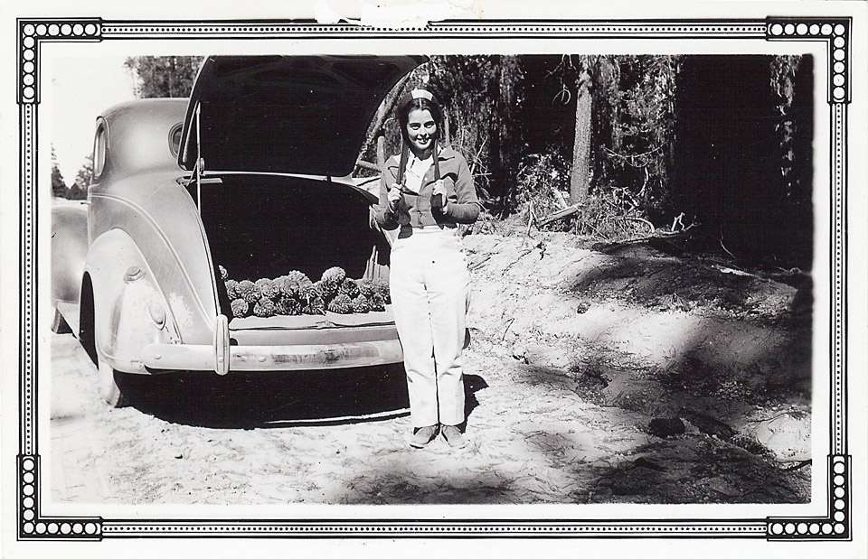 Leah collecting Sugar Pine cones