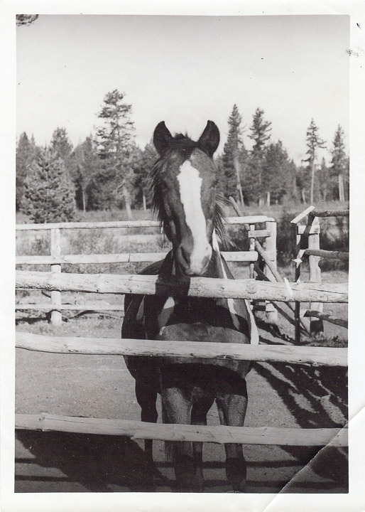 Patches (Dad's horse) ? - Doug