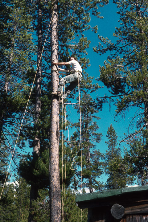 Doug climbing a tree to help put up a ham antenna - 1973