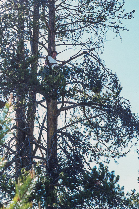 Doug in the tree - 1973