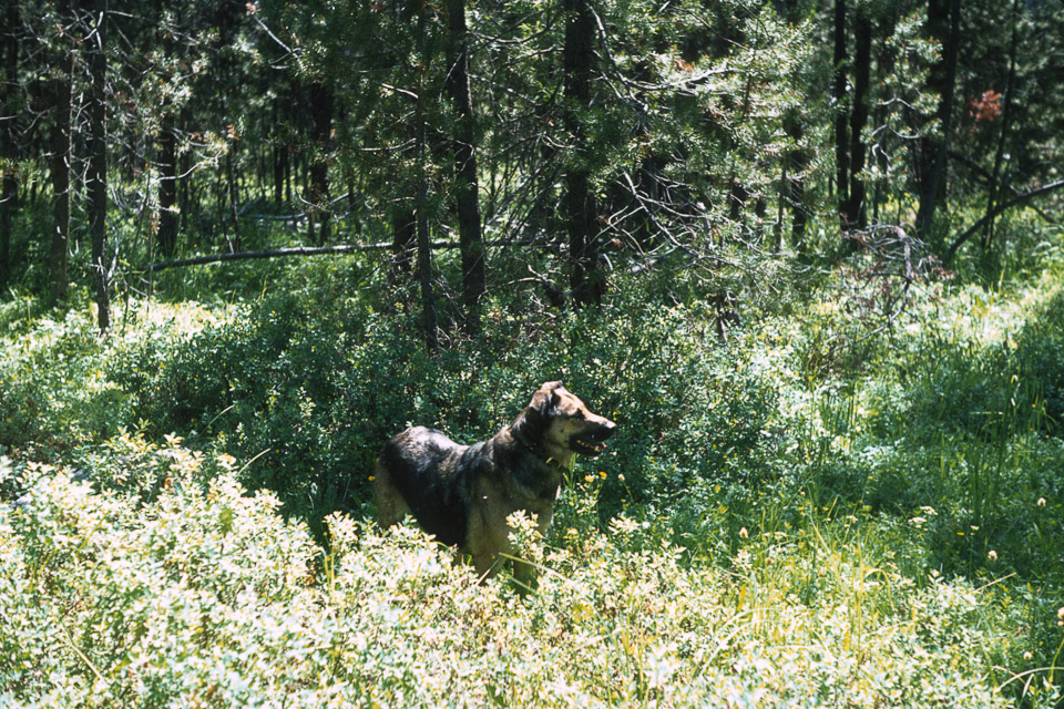 Lady at the Ranch - 1973