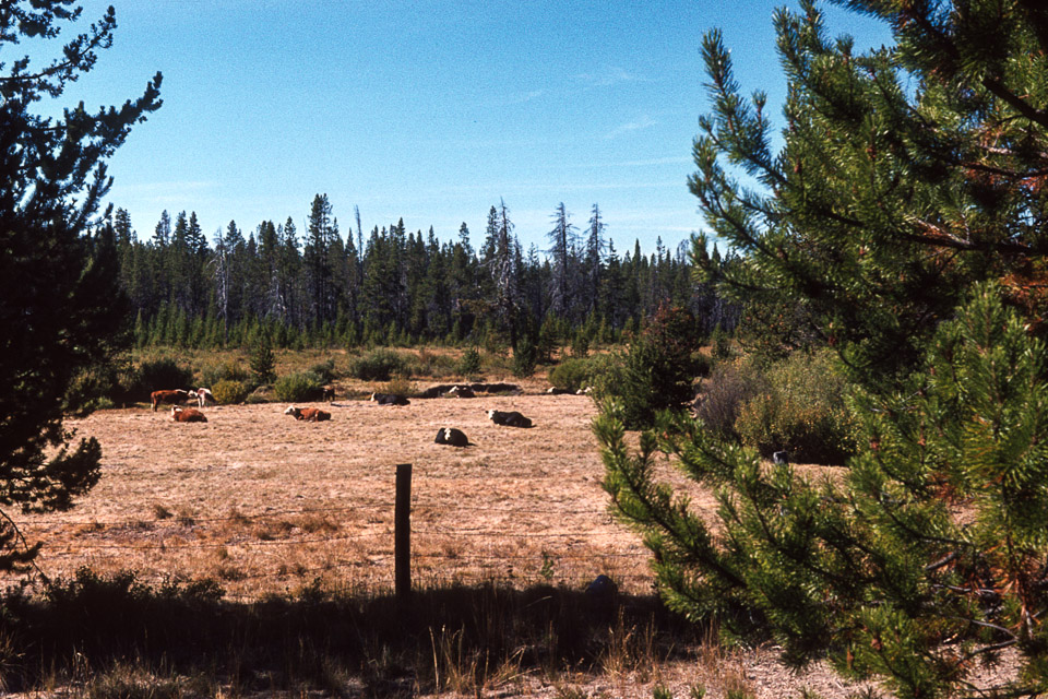 Cattle in the meadow - 1973