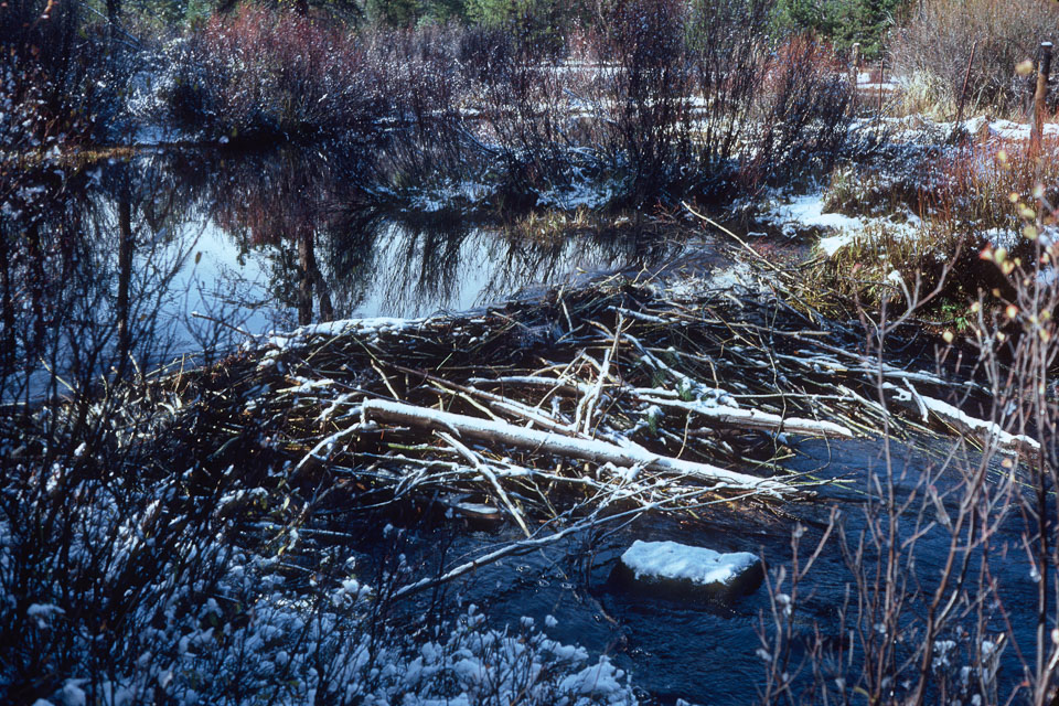 Beaver dam