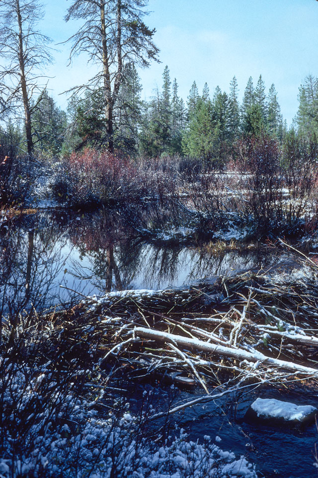 Beaver dam