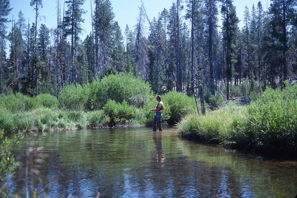 Bill fishing