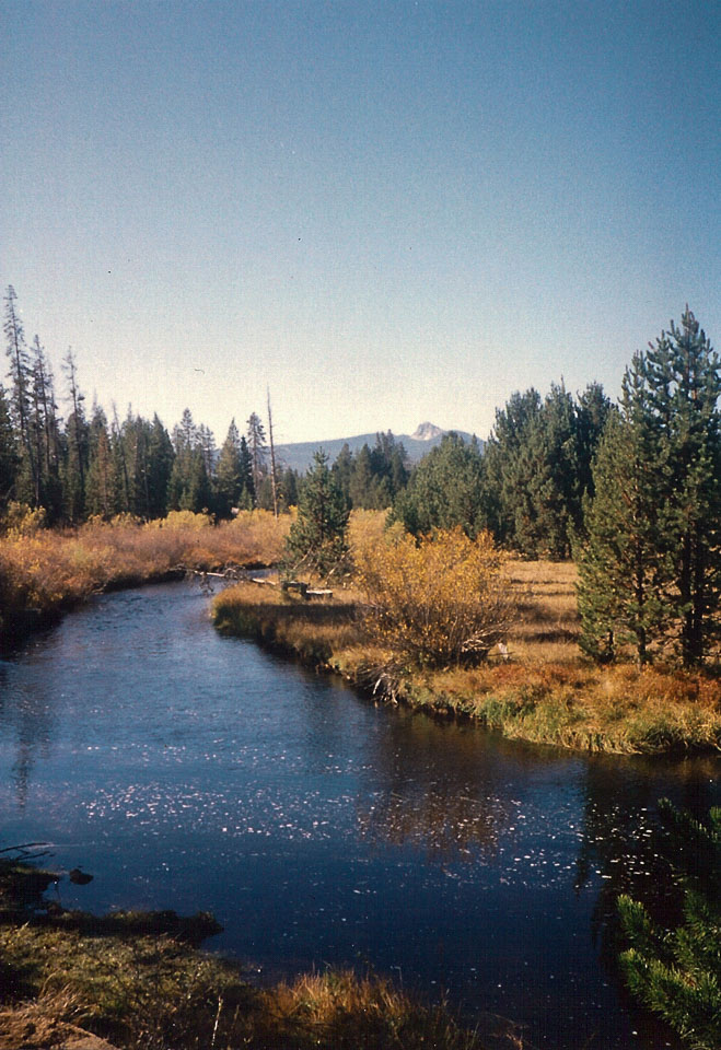 The creek and meadow in summer/fall