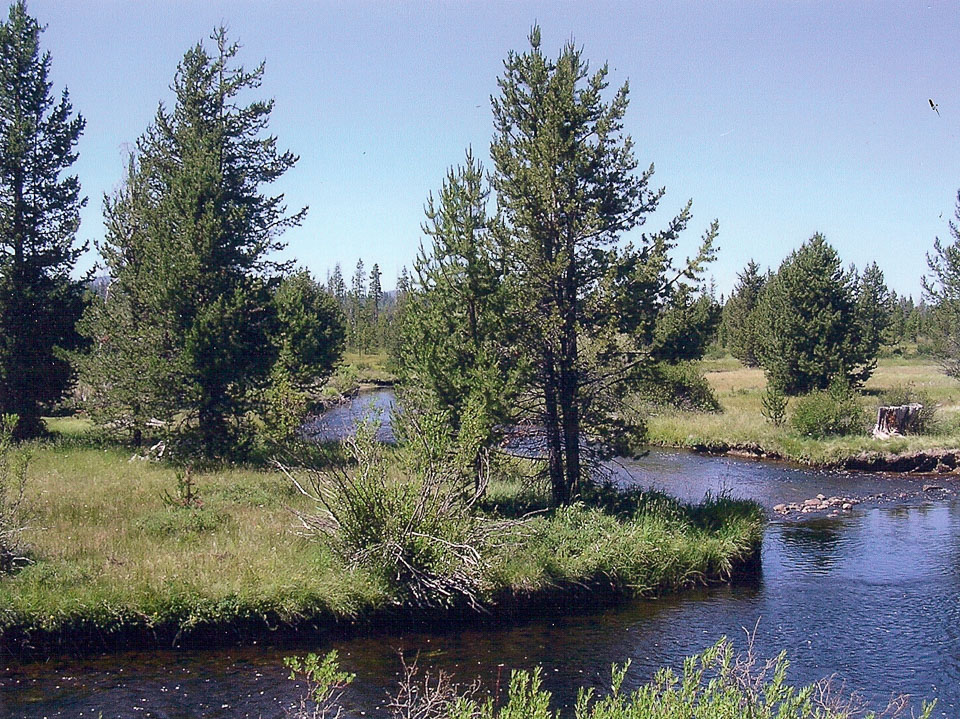 The creek and meadow