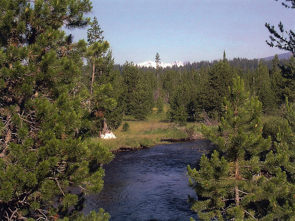 The creek and meadow