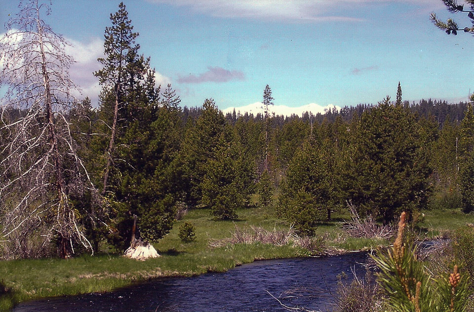 The creek and meadow