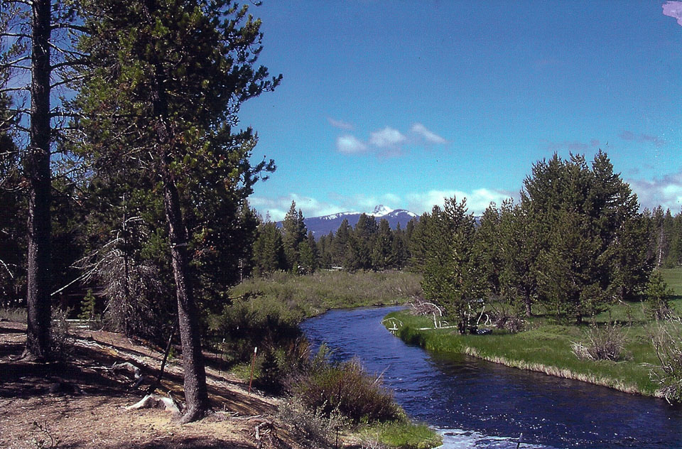 The creek and meadow