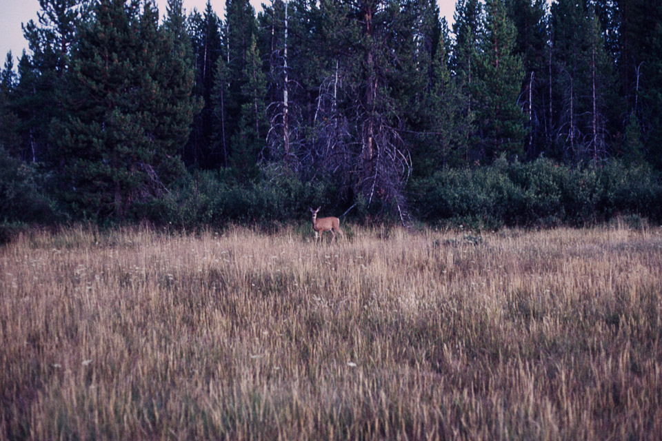 A deer in the meadow