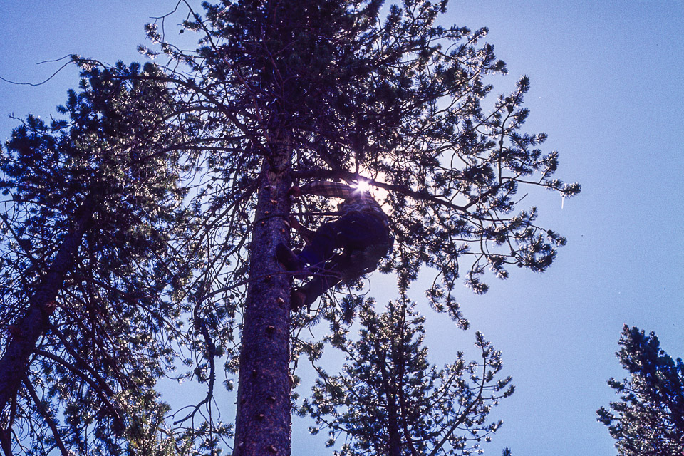 Dad up the tree installing a ham antenna