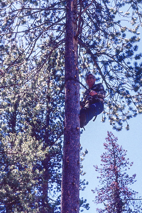 Dad up the tree installing a ham antenna