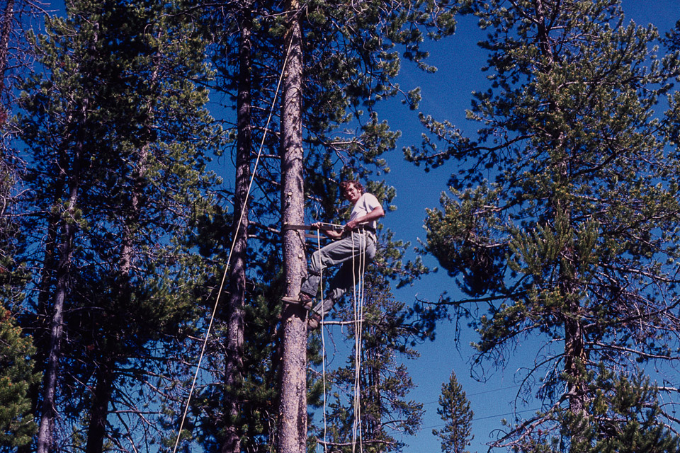 Doug up the tree installing a ham antenna