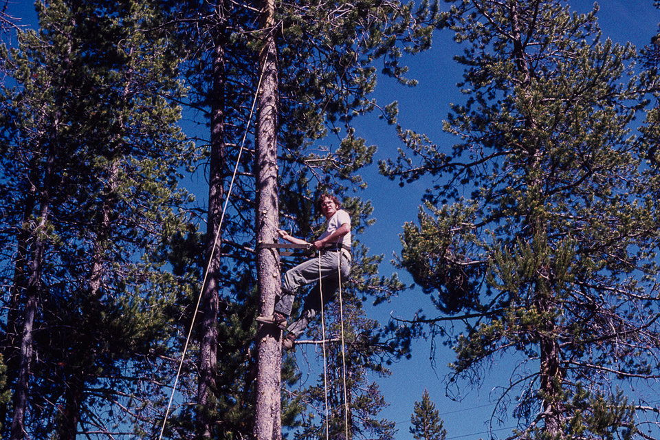 Doug up the tree installing a ham antenna