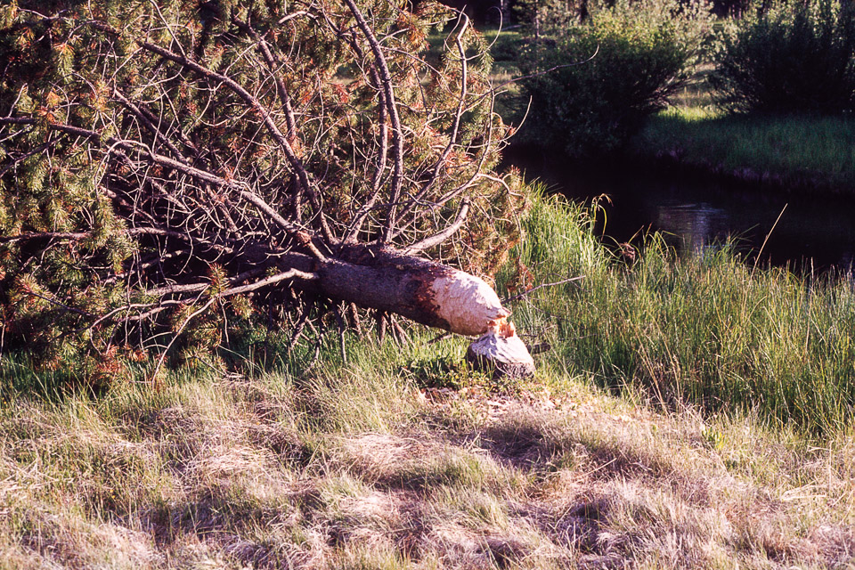 Beaver handywork