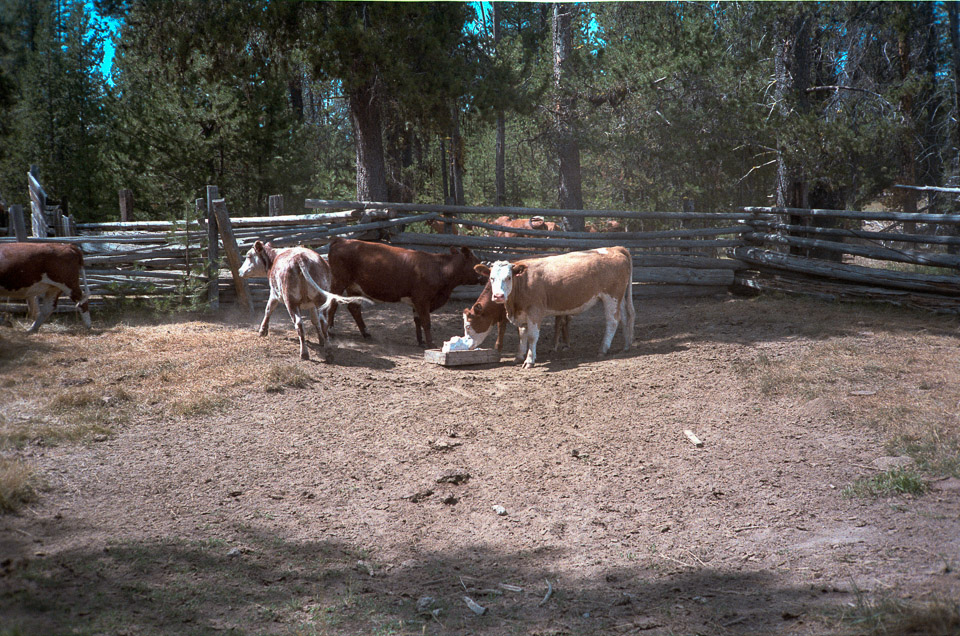 Cows at the Menefee place