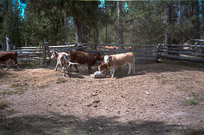 Ranch-DMC-1984-08-r2-24-035.jpg