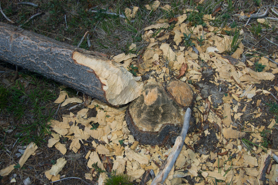 Beaver handywork