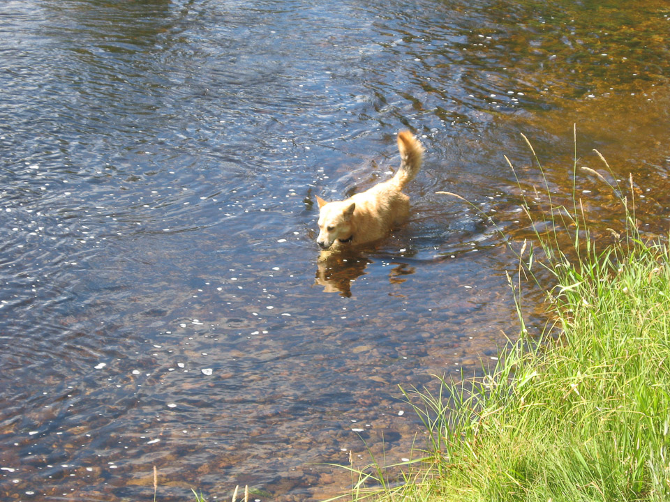 Abbie in the creek - 2008